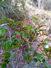 Leptolaena pauciflora