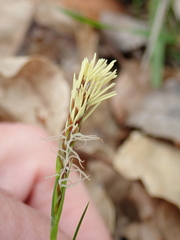 Carex humilis
