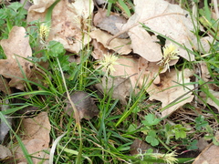 Carex humilis