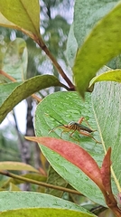 Lucullia flavovittata
