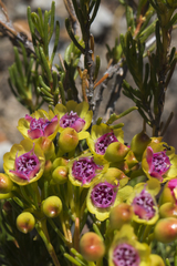 Pileanthus filifolius