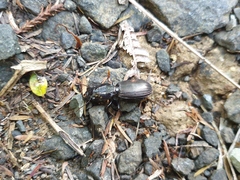 Mecodema spiniferum