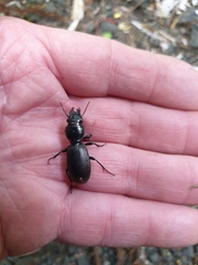 Mecodema spiniferum