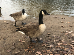 Branta canadensis