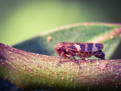 Eurymeloides punctata
