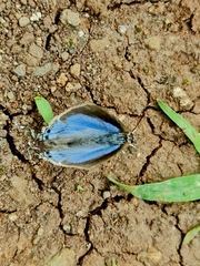 Tajuria cippus cippus