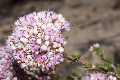 Verticordia densiflora Lindl.