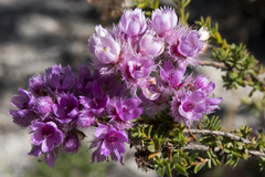 Verticordia pennigera