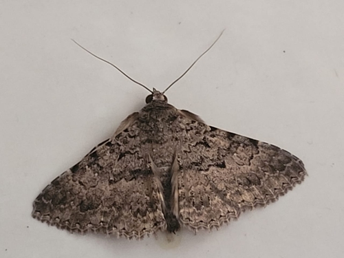 monkeypod moth