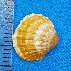 Acanthocardia paucicostata