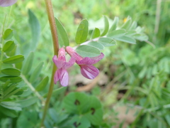 Vicia pannonica