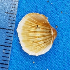 Acanthocardia paucicostata