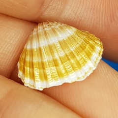 Acanthocardia paucicostata