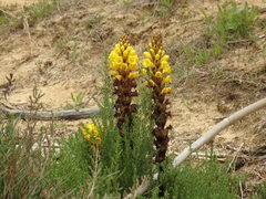 Cistanche phelypaea
