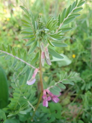 Vicia pannonica