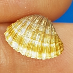 Acanthocardia paucicostata