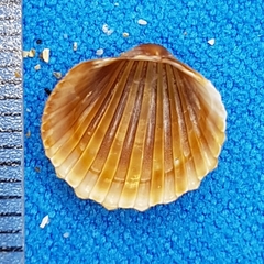 Acanthocardia paucicostata