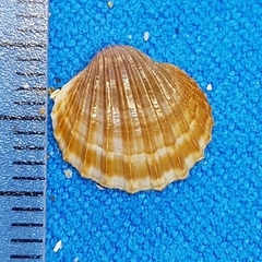 Acanthocardia paucicostata