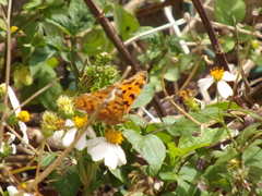 Polygonia c-aureum lunulata