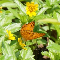 Phalanta phalantha phalantha