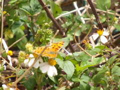 Polygonia c-aureum lunulata