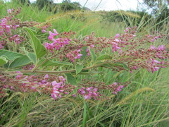 Pseudarthria hookeri