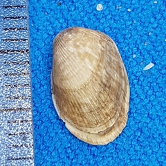 Musculus costulatus