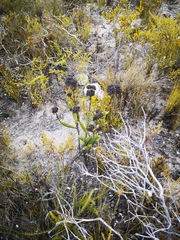Crassula subulata fastigiata