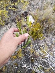 Crassula subulata fastigiata