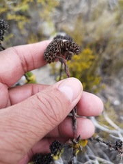 Crassula subulata fastigiata
