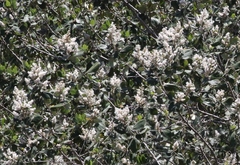 Ceanothus arboreus