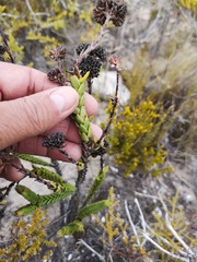 Crassula subulata fastigiata