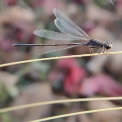 Pseudagrion hypermelas