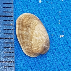 Musculus costulatus