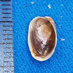 Musculus costulatus