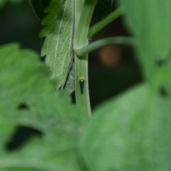 Ishidaella albomarginata