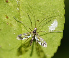 Macrocera decorosa