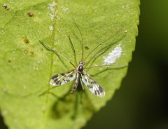 Macrocera decorosa