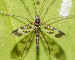 Macrocera decorosa