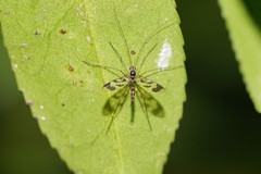 Macrocera decorosa