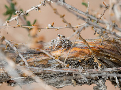 Pseudomogrus dalaensis