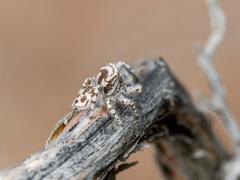 Pseudomogrus dalaensis