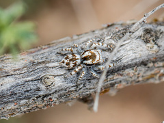 Pseudomogrus dalaensis