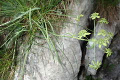 Bupleurum petraeum