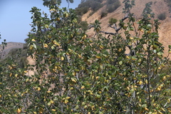 Ceanothus arboreus