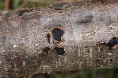 Biscogniauxia capnodes