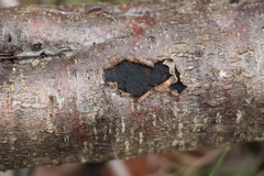 Biscogniauxia capnodes