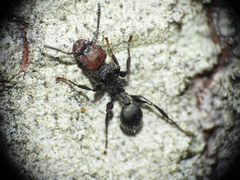 Podomyrma odae