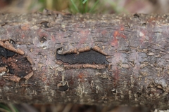 Biscogniauxia capnodes