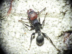 Podomyrma odae